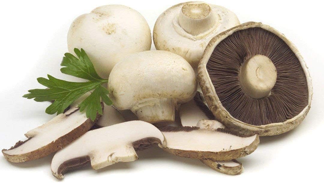 Cream Mushroom Agaricus bisporus for planting in urban garden